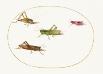 Grasshopper Vintage Art Old