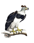 Great Harpy Eagle