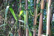 Green Foliage On Young Reed