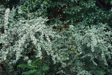Green Hedge With Long Branches