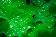 Green Leaves With Water Drops