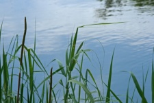 Green Reed Leaves Against Water