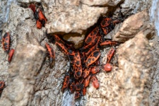 Group Of Firebugs On An Oak Bark