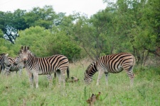 Group Of Zebra Grazing In The Bush