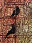 Halloween Crows In A Cage