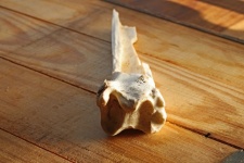 Head & Shaft Of Animal Bone