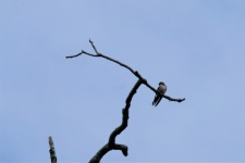 Swallow Perched On A Tree