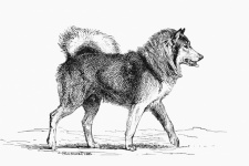 Husky Dog Vintage Illustration