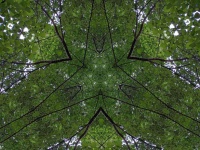 Tree Abstract