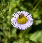 Bee On Aster Flower
