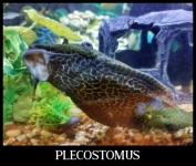 Plecostomus Poster