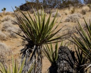 Joshua Tree Cacti