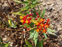 Butterfly Milkweed Blossums