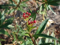 Butterfly Milkweed Plant Buds