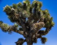 Joshua Tree Cacti