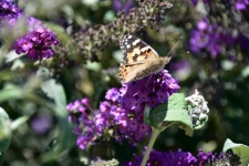 Butterfly On Lavender
