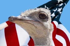 Ostrich And American Flag