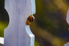 Snails On A Fence