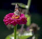 Butterfly On Zinnia Flower