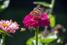 Butterfly On Zinnia Flower