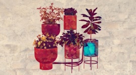 Indoor House Potted Plants