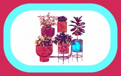 Indoor House Potted Plants