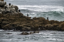 Cormorants By The Sea