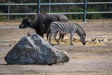 Water Buffalo And Zebra