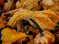 Fall Gourds