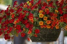 Hanging Basket Of Flowers