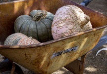 Wheelbarrow Full Of Pumpkins