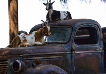 Goats On A Pick-up Vintage Truck