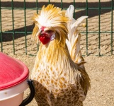 Fancy Chicken Rooster