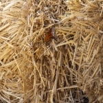 Butterfly On Hay