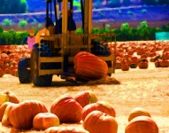 Pumpkin Field