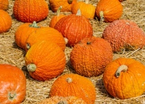 Wrinkled Pumpkins