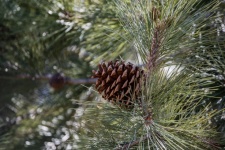 Pine Cone Background