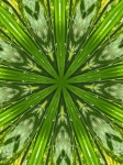 GREEN ABSTRACT Palm Tree