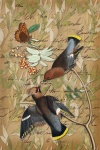 Vintage Audubon Birds Poster