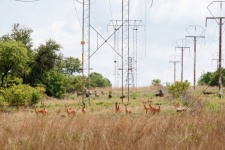 Impala Antelope And Other Game