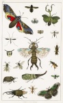 Insects Vintage Art Old