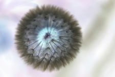 Inverted Dandelion Seed Head
