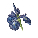 Iris Bloom Flower Clipart