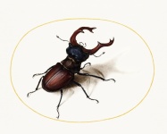 Beetle Vintage Art Old