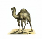Camel Vintage Illustration Clipart