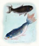 Koi Fish Vintage Old