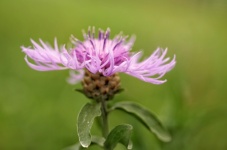 Cornflower Wildflower Pink Photography