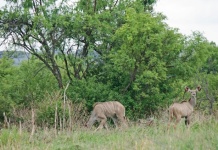 Kudu Antelope Grazing