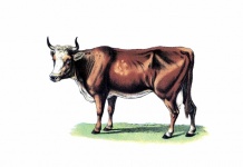 Cow Vintage Illustration Clipart