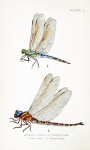 Dragonflies Vintage Illustration Old